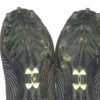 Darren Fells 2019 Houston Texans Game Worn & Signed Blue & White Under Armour Nitro Cleats