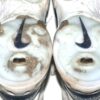 Coleman Crow 2024 Milwaukee Brewers Practice Worn & Signed White & Blue Nike Alpha Huarache Baseball Cleats